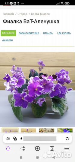 Фиалки