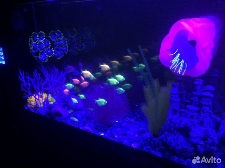 Оригинальный настенный аквариум