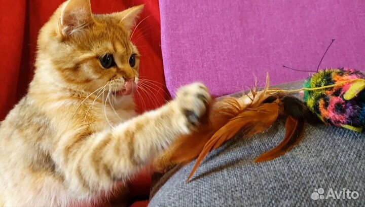 Супер котик манчкин лонг