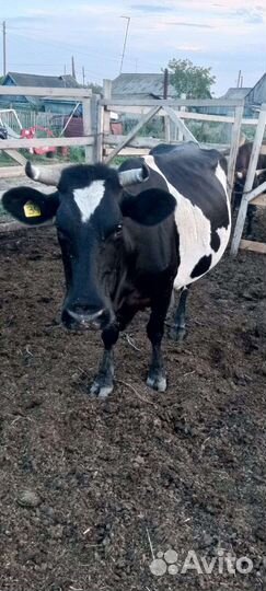 Продам коров