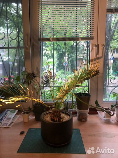 Пальмы и монстеры