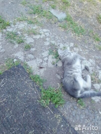 Отдам бесплатно