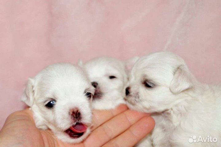 Мальтийская болонка. Мальтезе. Щенки. РКФ