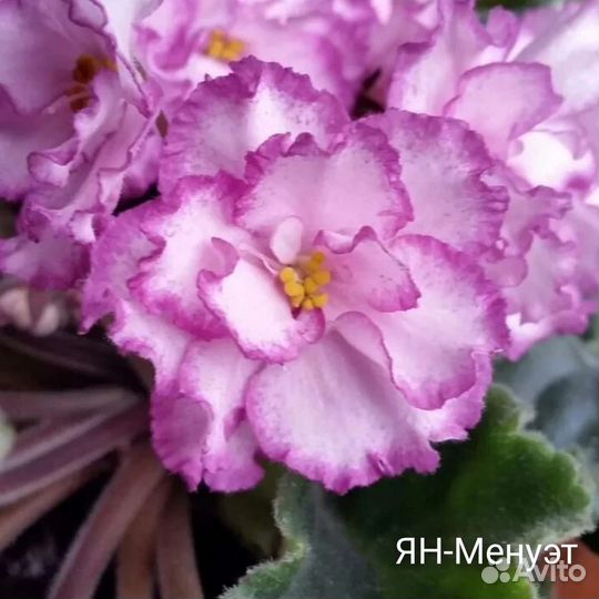 Детки сортовых фиалок