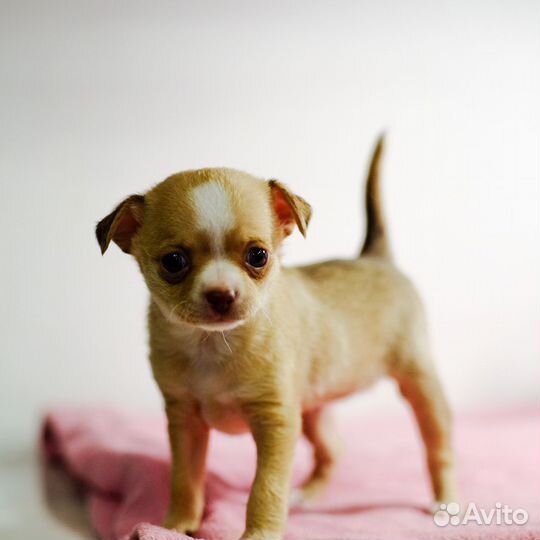 Щенки чихуахуа