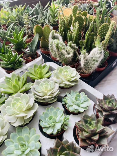 Кактусы и суккуленты