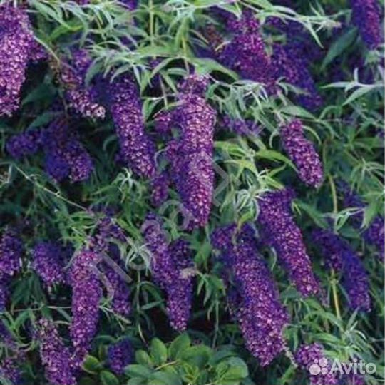 Буддлея давида Black Knight