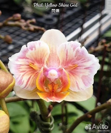 Орхидея Шайни герл
