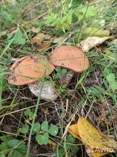 Для туризма