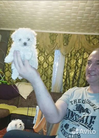 Малышки мальтезе