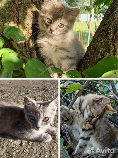 3 котика в добрые руки