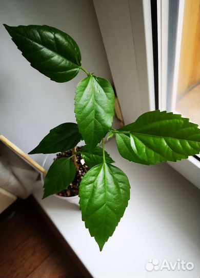 Гибискус махровый