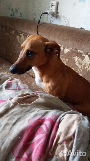 Домашние животные собаки