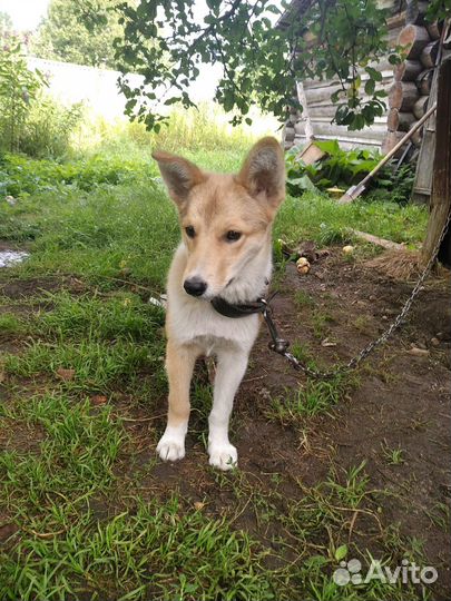 Лайка (помесь)