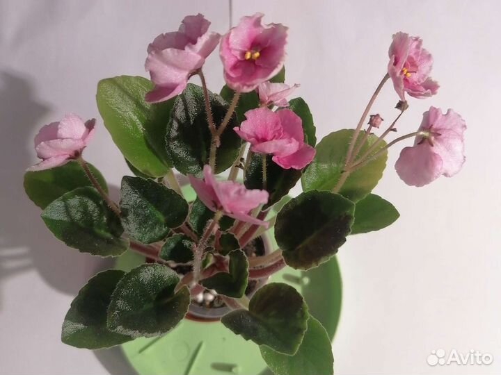 Сортовые фиалки