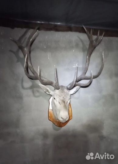 Чучело головы оленя