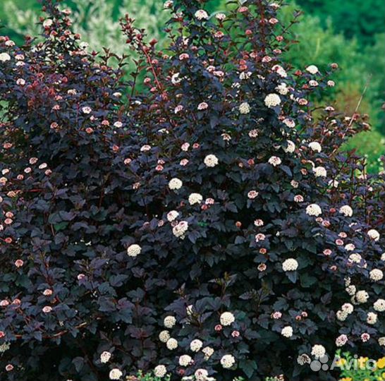 Саженцы декоративных кустов. Пузыреплодник Диабло