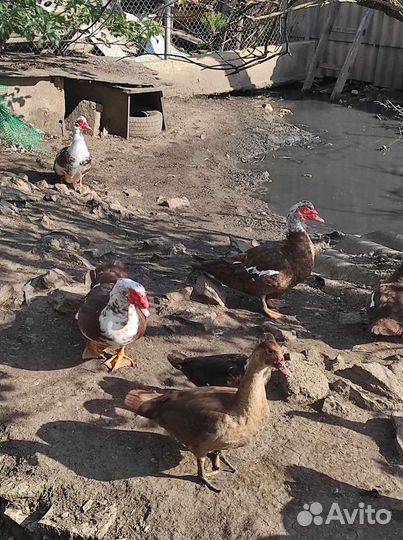 Утки муларды