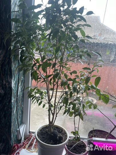 Фикус Бенджамина