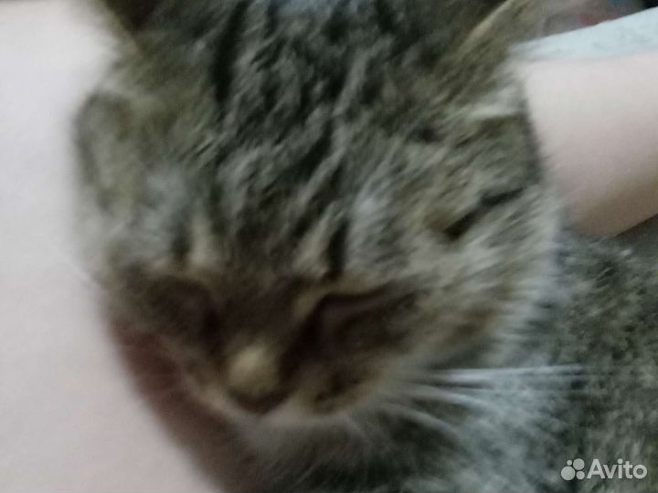 Кошка