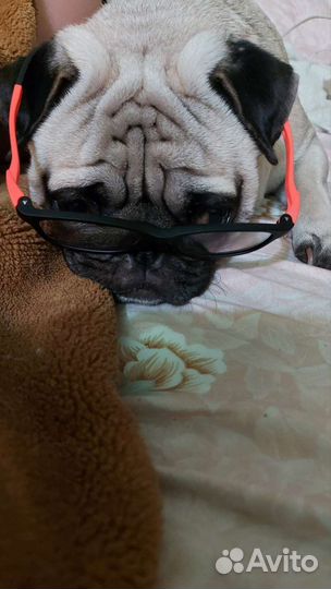 Мопс вязка мальчик