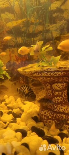 Аквариумные рыбки цихлиды