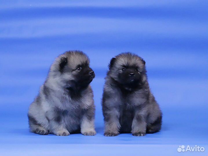 Кеесхонд вольфшпиц