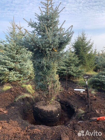 Саженцы голубой ели от 1.0м до 7 метров