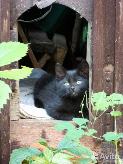 Черный котенок с голубыми глазами