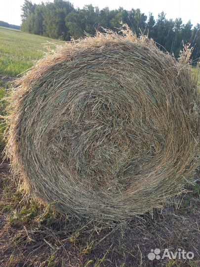 Сено в рулонах 2023