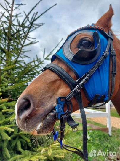 Конная амуниция