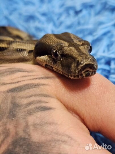 Аренда змеи