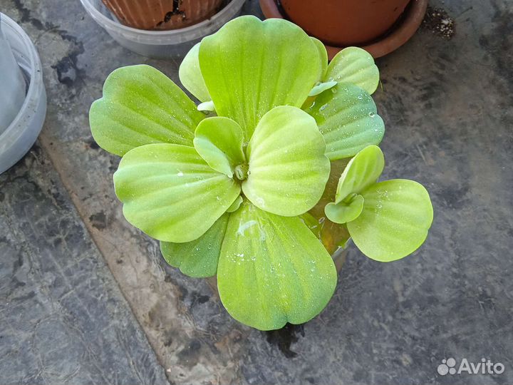 Пистия. Растение для водоёмов, аквариумов