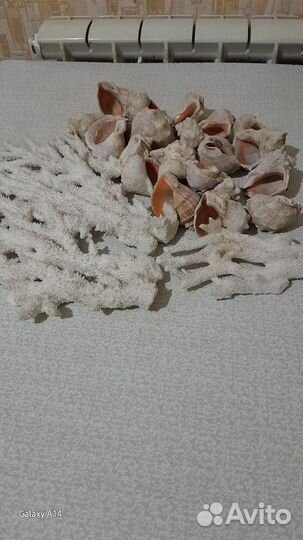 Морские ракушки и кораллы