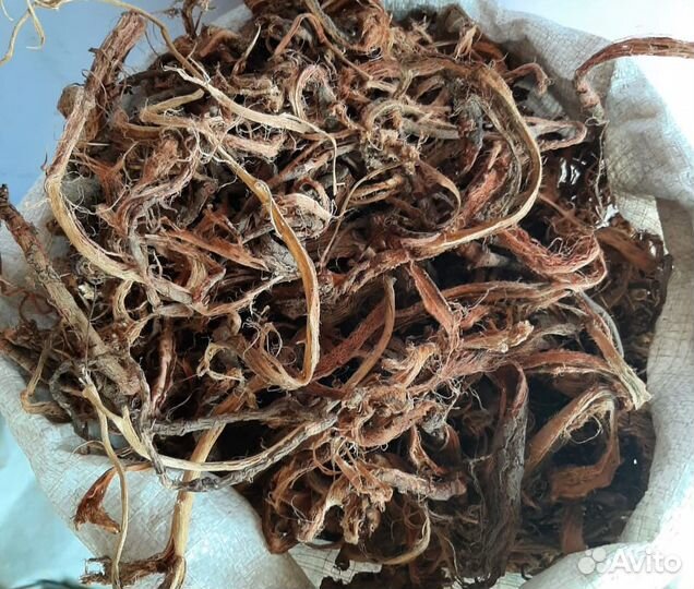 Красный корень