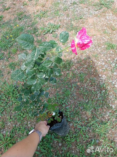 Розы в ассортименте