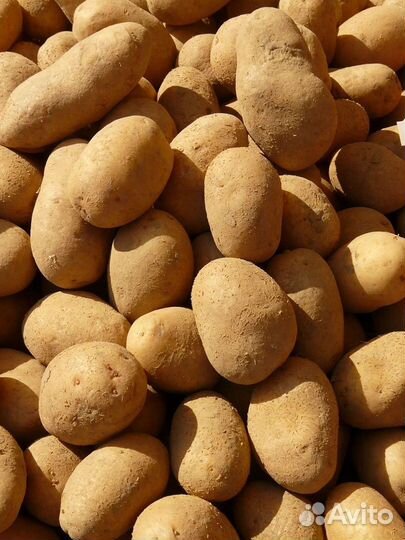 Продам картофель
