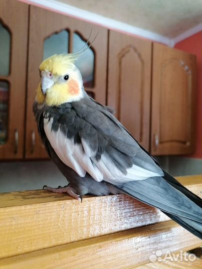 Ручной говорящий попугай