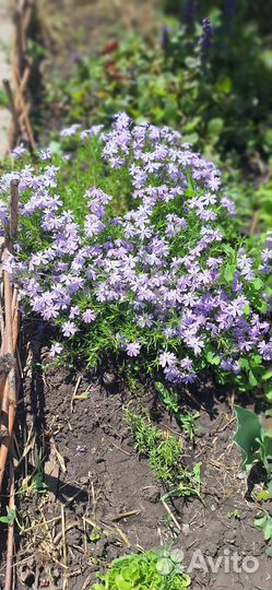 Флокс шиловидный