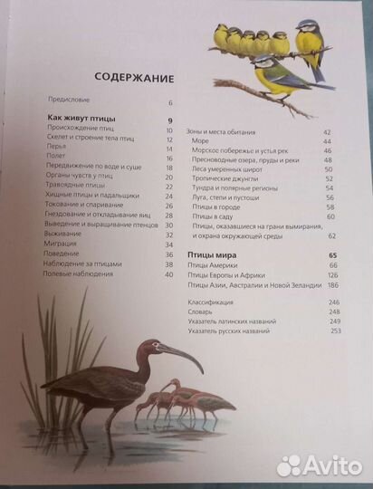 Энциклопедия птиц