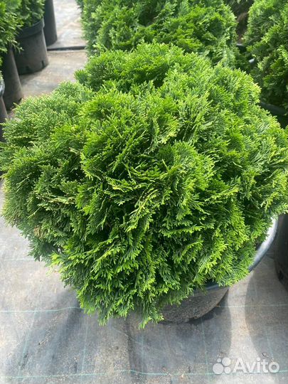 Туя Даника, Мириам