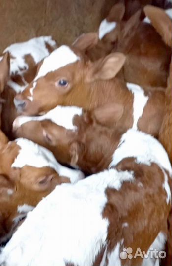 Бычки на откорм