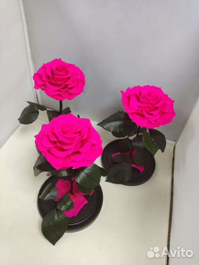 Роза в колбе опт