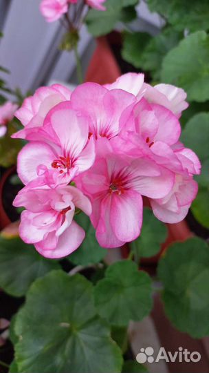 Герань пеларгония цветущее растение