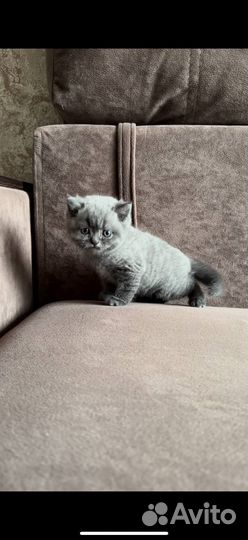 Британские котята