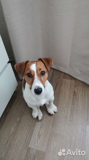 Джек рассел вязка