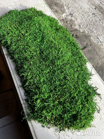 Мох пластовой стабилизированный