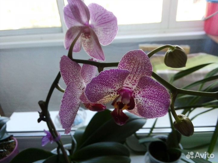 Орхидея фаленопсис