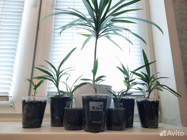 Молодые пальмы Драцены, неприхотливы, дадут деток