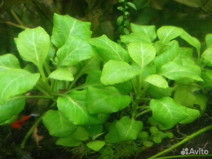 Растения аквариумные